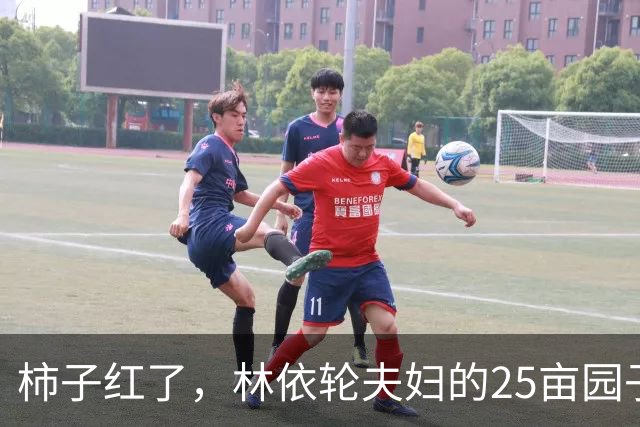 柿子红了，林依轮夫妇的25亩园子火了，这才是神仙日子！